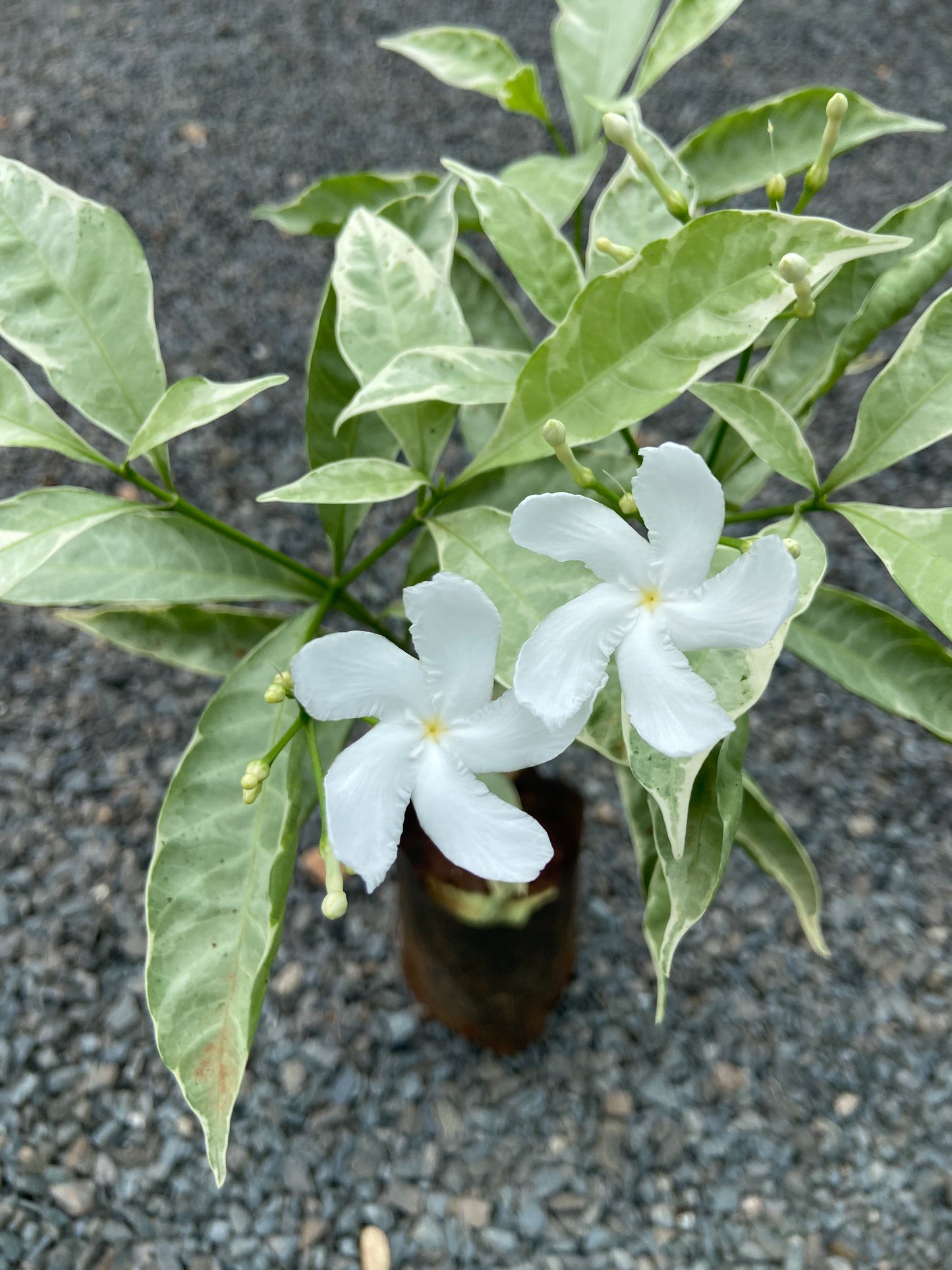 Live Variegated Tagri Plant with White Blooms – Perfect for Home & Garden