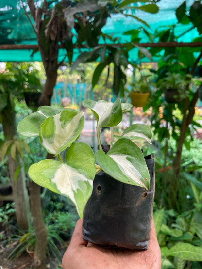 Verigated Money Plant - Good luck  Indoor Plant For Wealth & Heppiness