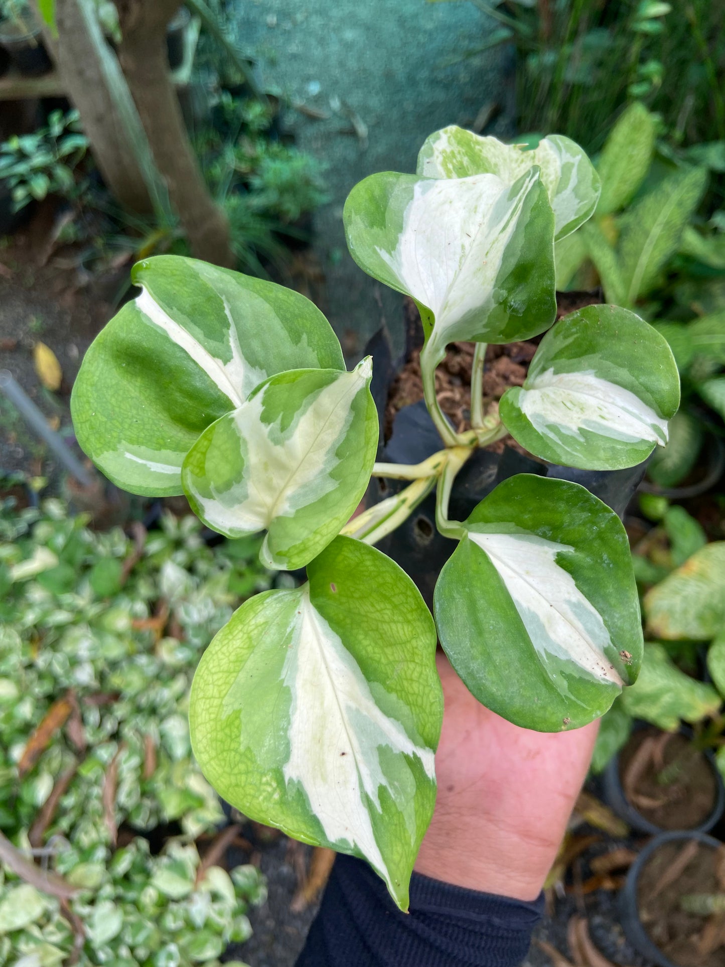 Verigated Money Plant - Good luck  Indoor Plant For Wealth & Heppiness