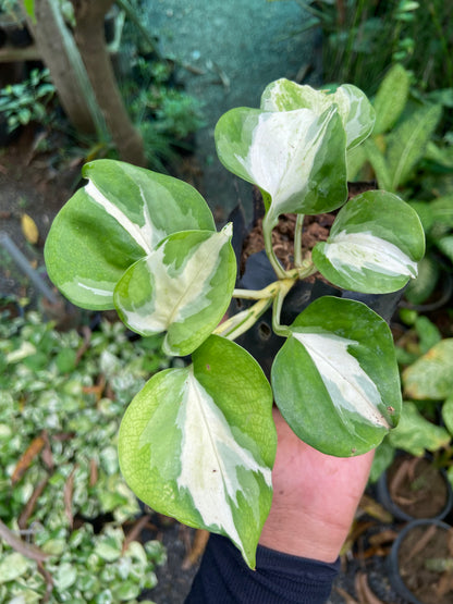 Verigated Money Plant - Good luck  Indoor Plant For Wealth & Heppiness