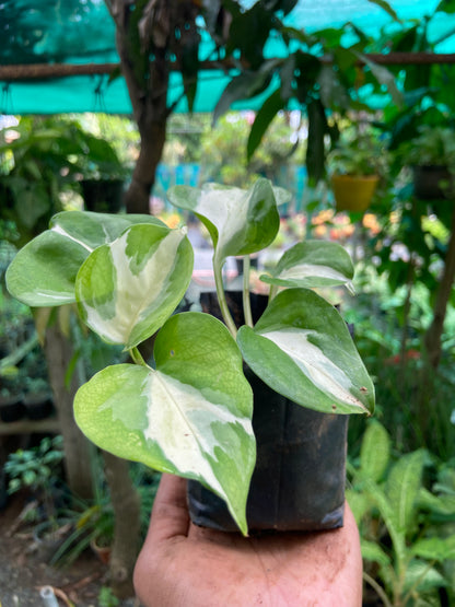 Verigated Money Plant - Good luck  Indoor Plant For Wealth & Heppiness