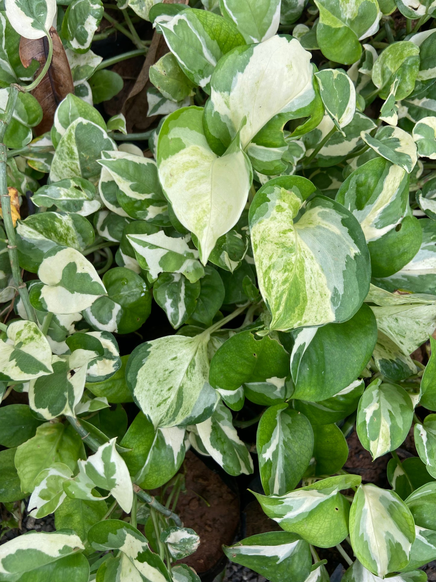 Verigated Money Plant - Good luck  Indoor Plant For Wealth & Heppiness