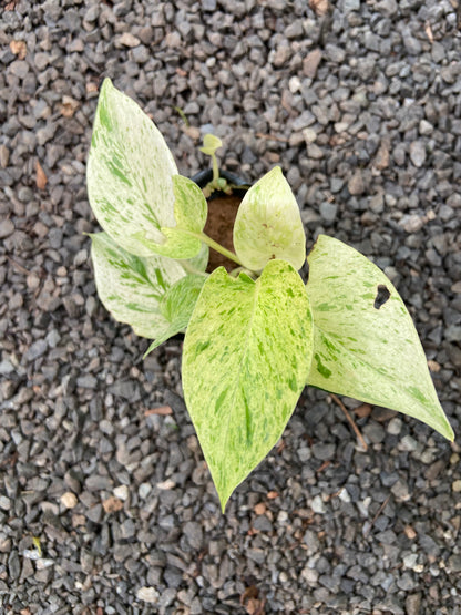 Marble Money Plant - Good luck  Indoor Plant For Wealth & Heppiness