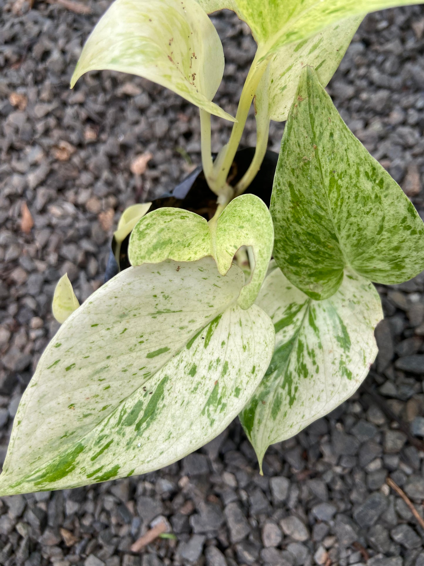 Marble Money Plant - Good luck  Indoor Plant For Wealth & Heppiness
