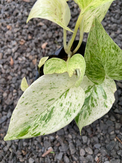 Marble Money Plant - Good luck  Indoor Plant For Wealth & Heppiness
