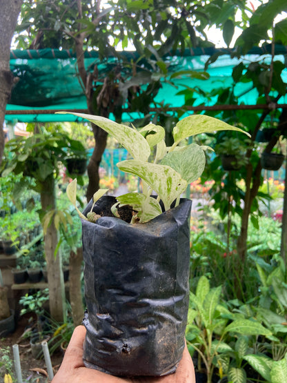 Marble Money Plant - Good luck  Indoor Plant For Wealth & Heppiness