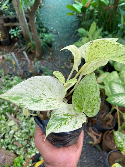 Marble Money Plant - Good luck  Indoor Plant For Wealth & Heppiness