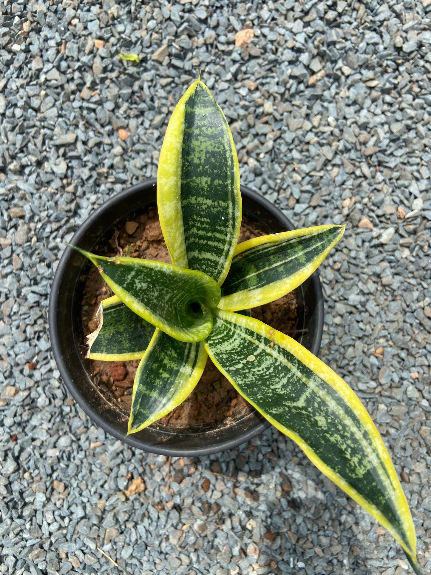 Snake Plant  Golden Hahnii