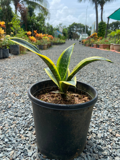 Snake Plant  Golden Hahnii