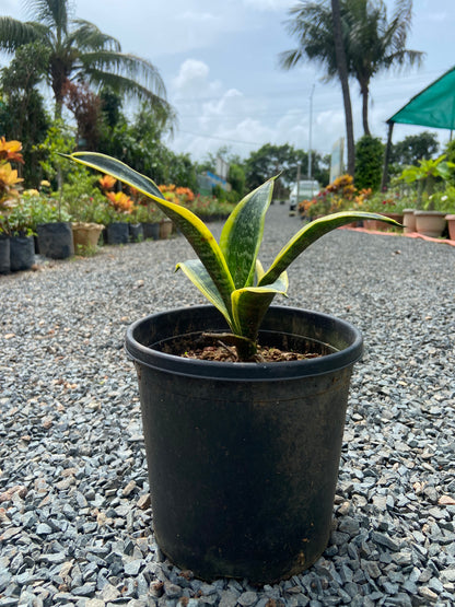 Snake Plant  Golden Hahnii
