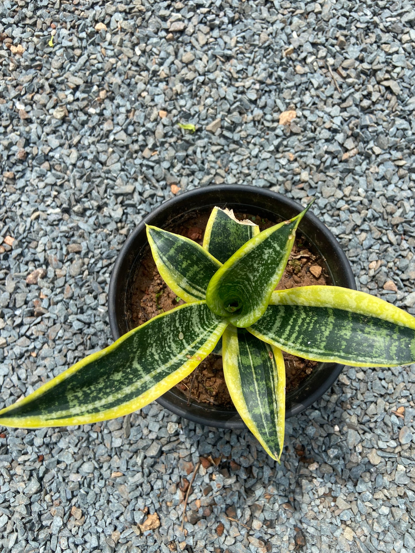 Snake Plant  Golden Hahnii