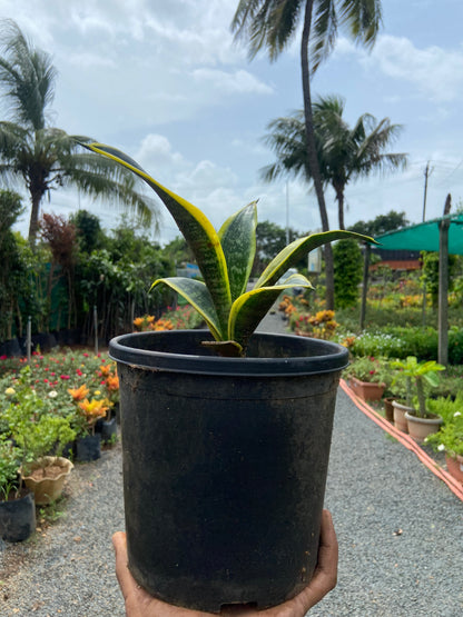 Snake Plant  Golden Hahnii