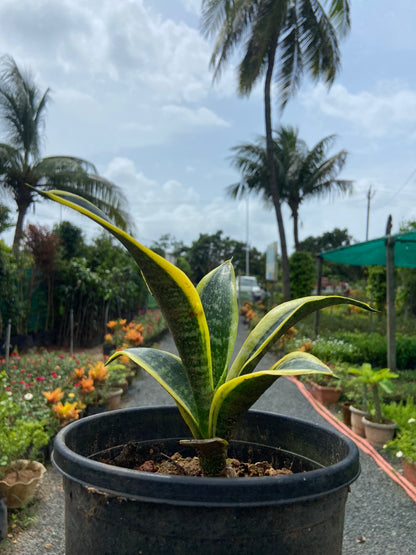 Snake Plant  Golden Hahnii