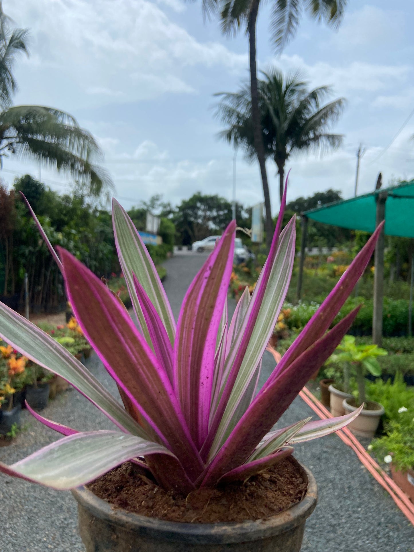 Rohio Purple Live Plant – Air-Purifying Decorative Plant for Home & Office