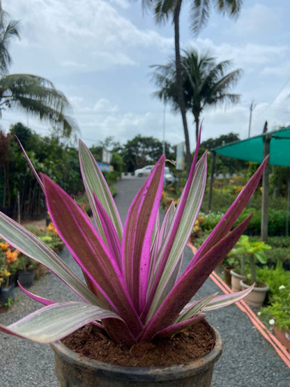 Rohio Purple Live Plant – Air-Purifying Decorative Plant for Home & Office