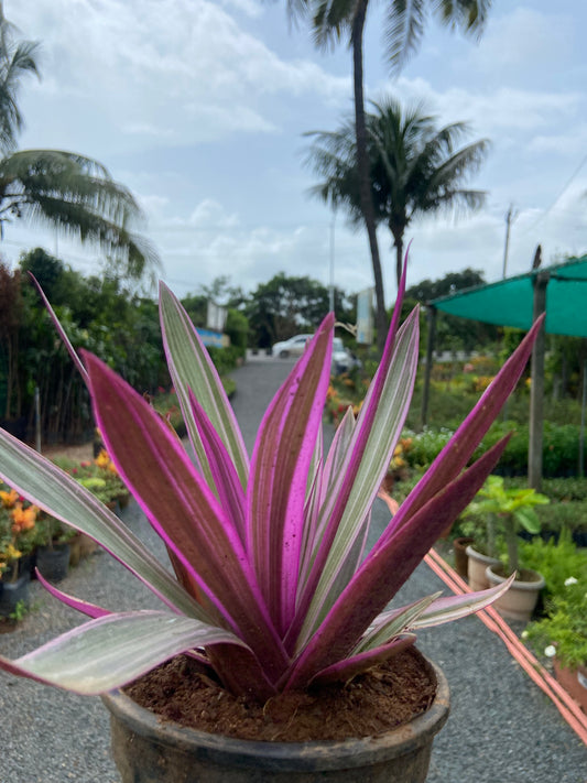 Rohio Purple Live Plant – Air-Purifying Decorative Plant for Home & Office