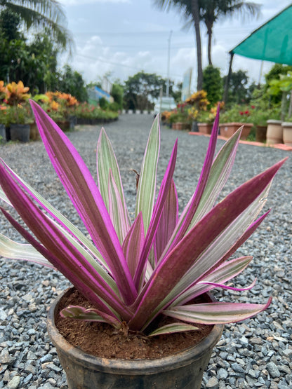 Rohio Purple Live Plant – Air-Purifying Decorative Plant for Home & Office