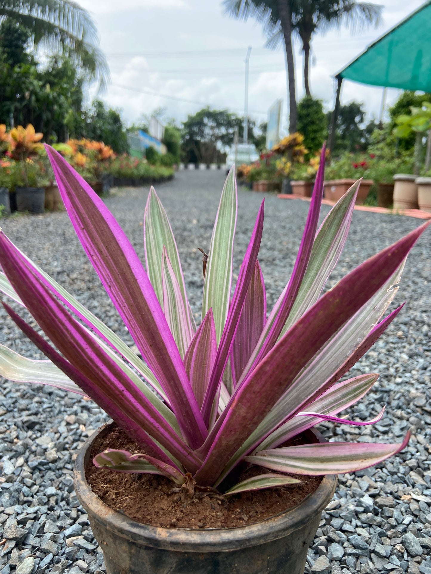 Rohio Purple Live Plant – Air-Purifying Decorative Plant for Home & Office