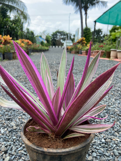 Rohio Purple Live Plant – Air-Purifying Decorative Plant for Home & Office