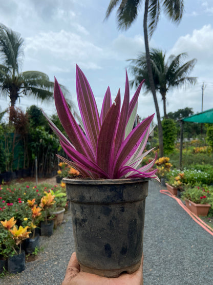 Rohio Purple Live Plant – Air-Purifying Decorative Plant for Home & Office