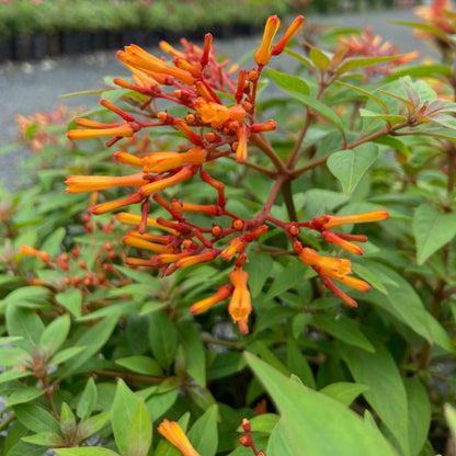 Himalaya Live Plant – Bring Nature & Freshness to Your Space