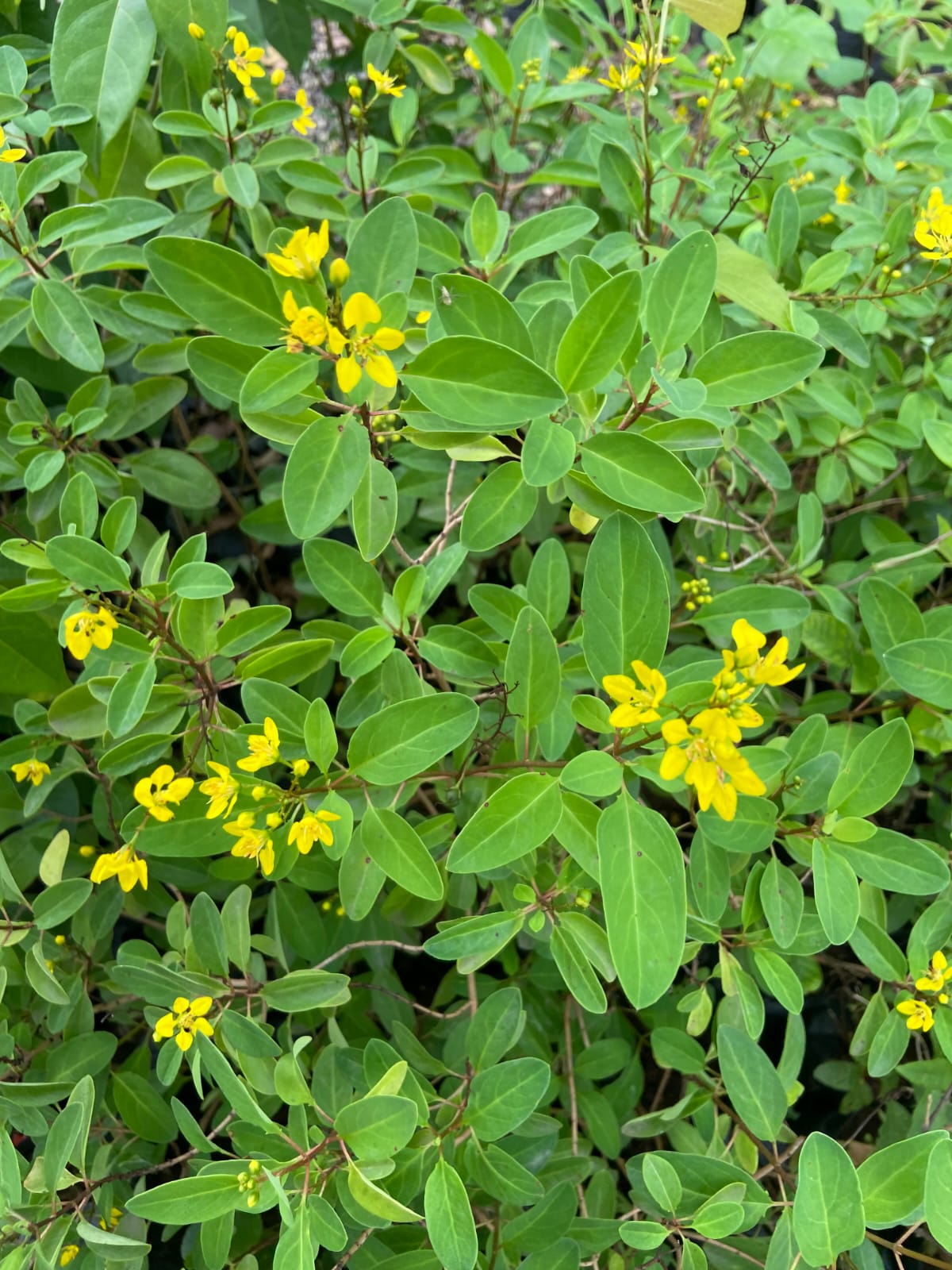 Ghalphimiya Yellow Flower Plant – Live Ornamental Shrub for Home & Garden