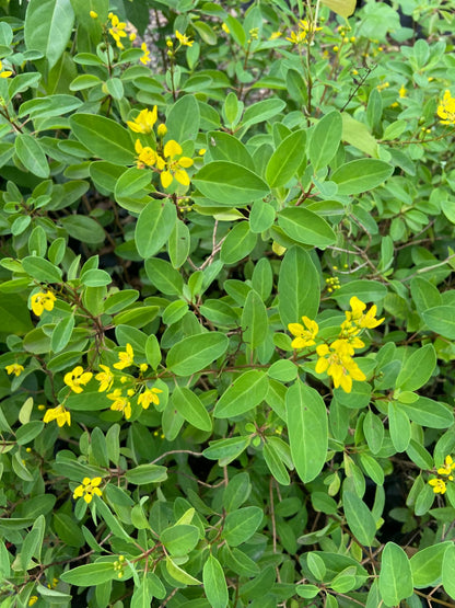 Ghalphimiya Yellow Flower Plant – Live Ornamental Shrub for Home & Garden