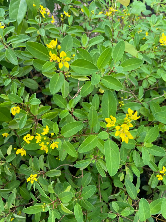 Ghalphimiya Yellow Flower Plant – Live Ornamental Shrub for Home & Garden