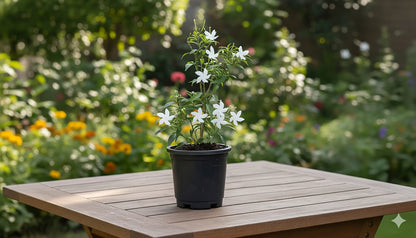 Mini Tagri White Flower Plant – Fresh Live Plant for Balcony & Outdoor Garden